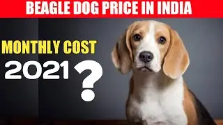 Beagle Dog price in india 2021 / beagle monthly expenses