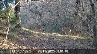 #caprioli #roedeer #deer #corzo