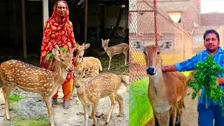Start Now Deer Farm In Hyderabad, Ab Deer Farming kro Bakra Farming ki Tarah, Hsn Entertainment