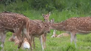 Spotted deer mating | Wild animal mating | animals mating | Spotted deer at Chitwan National Park