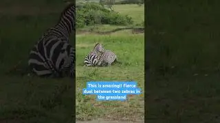 This is amazing!! Fierce duel between two zebras in the grassland #zebra #fight #grasslands