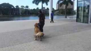 Dog Training Classes Miami - Golden  Retreiver - Obedience with Distractions