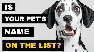 The Most Popular Dog Names in Britain | Is Your Dog&rsquo;s Name Here? | Meta Magics