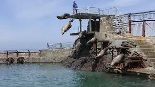 夏季限定「トドショー」 (おたる水族館) 2019年6月14日