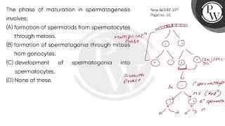 The phase of maturation in spermatogenesis involves;....