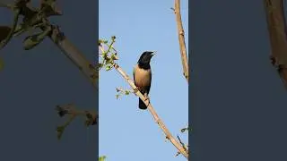 Beautiful Rosy starling bird sounds #birds #nature #forest #jungle #birdsounds #birdsong #shorts