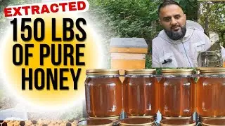 Extracted 150lbs of Pure Honey 2025 - My Record  Harvest