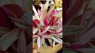 Tradescantia spathacea Care | Beginners&rsquo; Indoor Plant #love #plants #garden #ytshorts