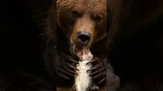 Bear🐻🔥 &ldquo;Real Bear Eating RAW Fish&hellip; The Sounds Are Crazy!&rdquo;  #ai #asmr #animals