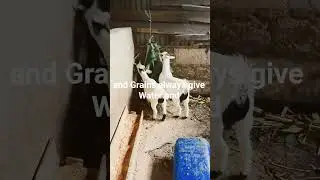 Pregnant Goat Care 🤰📲#GoatCare #PregnantDoe #FarmTips