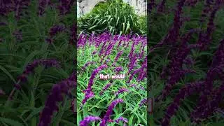 🌿 This Hedge BLOWS Your Mind &mdash; Mexican Salvia with Chris! 💥
