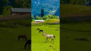 pahalgam viral video #viral  #video  #viralshort  #vlogsshort
