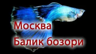 МОСКВА БАЛИК БОЗОРИ ВА НАРХЛАРИ - MOSKVA BALIQ BOZORI VA NARXLARI (САДОВОД - SADOVOD) 2020