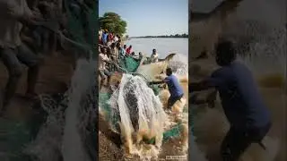Bermuda fisherman saves sheep from giant fish mouth