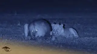 Lions Hunt Under Cover Of Darkness