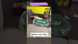 Kucing 🐈#shorts #funnyvideo #funnyvideos #catlover #kucing #meme #kucinglucu #memes
