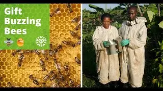 Transform Lives with Beehives | Give a Sustainable Gift That Changes Lives in Africa 🐝