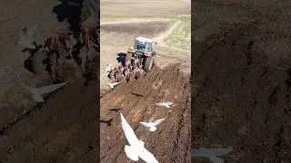 Why Are There So Many Birds After Plowing A Field? #agriculture #machinery