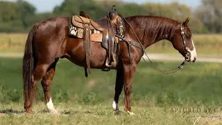 Swagger (SJ) - 9 year old quarter gelding