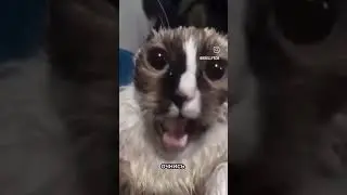 Кот 🐱 мативицая #cat #live #work #мемы #прикол #magic