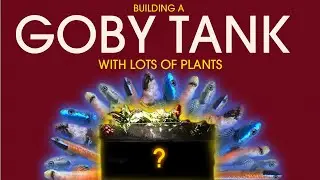Building a Goby tank with lots of plants