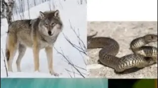 The bad guys characters in real life