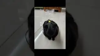 OMG SECRET CRUSH?!?!?!? who's your crush? i wont tell #guineapig #pets #cute #shorts #crush #secret
