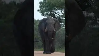 Elephant walks calmly towards us #explore #nature #kruger  #eating #elephant #walk #calmly #youtube