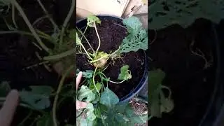 Growing sweet potatoes in UK