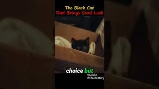 The Black Cat That Brings Good Luck