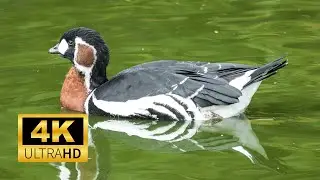Relaxing Sleep Music: Deep Meditation Music, Bird sounds, Red breasted Goose in 4K