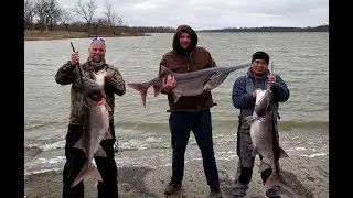 Oklahoma Spoonbill 50 pounders