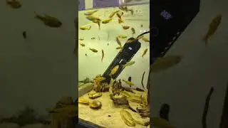 Snail prevention starts with the food tub 😁 #aquarium #fishshop