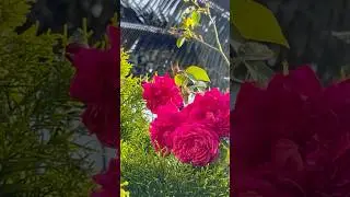 Beautiful edward rose flowers🥀|| Home Gardening | #flowers #youtubeshorts #rose #shorts