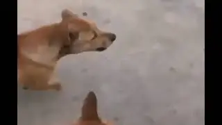 Almost dead😆🤣 || Chased by Dog on the way to grocery 😂😂