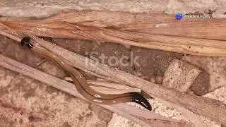Hammerhead Worms  The Earthworm Predator