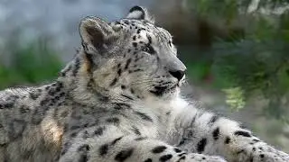 SnowLeopards#shorts #MountainPredators#CognitiveAbilities#MountainEcosystems#ClimbingSkills