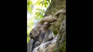 Markhor: Pakistan's National Animal | #Markhor#NationalAnimalOfPakistan #PakistanWildlife