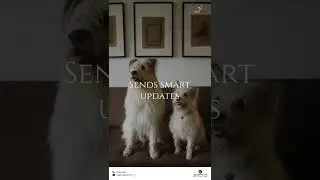 The PetsSmart Collar - It's smarter by design! Pre - Book Now! #PetsSmart #SmartCollar #petcare