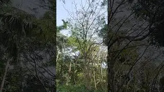 Relaxing moments in a green forest filled with natural sounds
