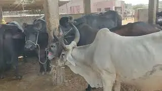Bhens Colony Ka Dairy Farm