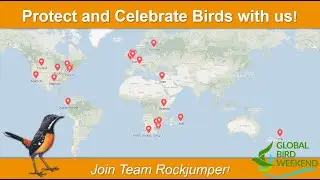 Team Rockjumper