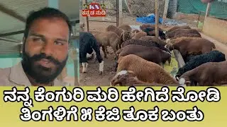 ನನ್ನ ಕೆಂಗುರಿ ತಿಂಗಳಿಗೆ 5 ಕೆಜಿ ತೂಕ ಬಂತು ನೋಡಿ // Kenguri Sheep Farme Karnataka