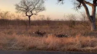 Wild dog pups rip apart Steenbok
