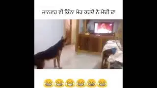 animal love  ❤❤ pm modi