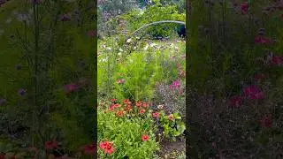 #natureflowers #flowers #daisy #garden #summer #lifeisbutadream #rosepetals #park #bush #nature