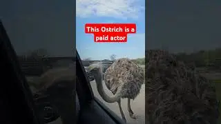 Ostrich knocking at car window #shorts #birds #ostrich #animals #canada