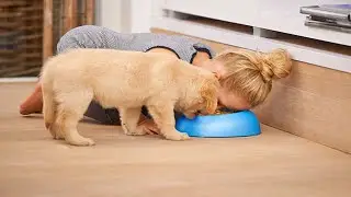 Can humans eat dog food?