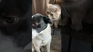 😇память о моих💯% 🐈&zwj;⬛Ваших🐈&zwj;⬛питомцах✍🏻