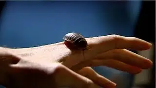 Mail thieves unknowingly steal 500 cockroaches